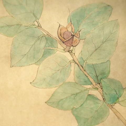 BDE2E052-B9A3-40A9-B08A-A898AD4B864C